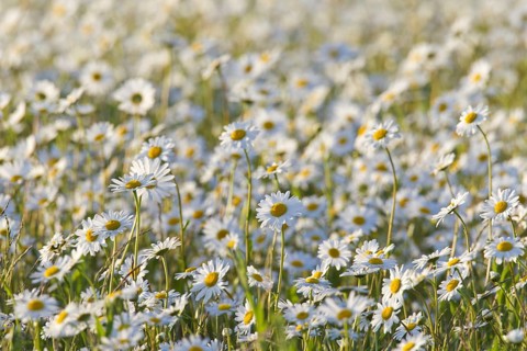 Oxeye daisy