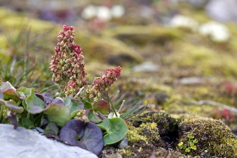 Mountain sorrel