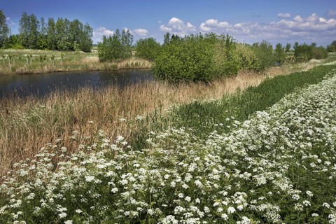 Cow parsley