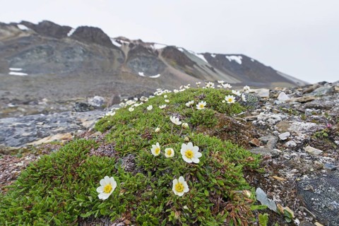 Mountain avens