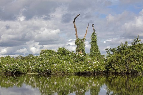 Vegetation along river in the Pampas del Yacuma in Bolivia