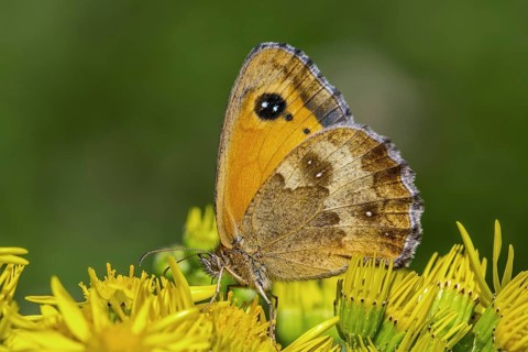 Gatekeeper