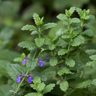 Water germander