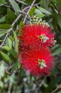Bottlebrush