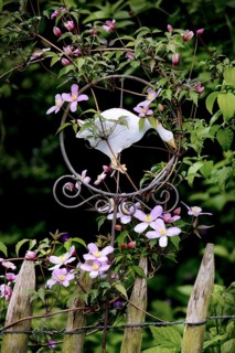 Clematis Montana in flower