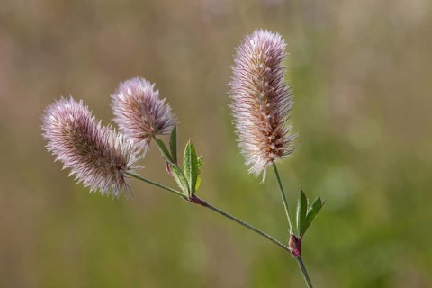 Haresfoot clover