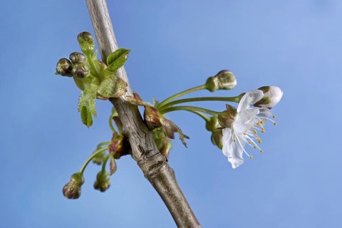 Wild cherry