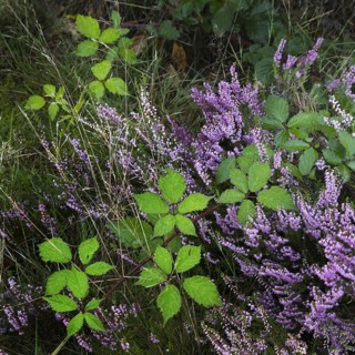 Blackberry and heather flowering in heathland at the Hoge Kempen National Park