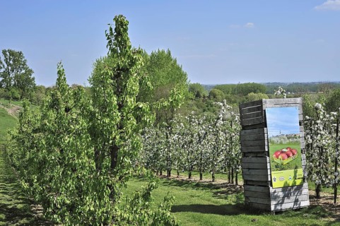 Wooden crates in half-standard Jonagold apple tree