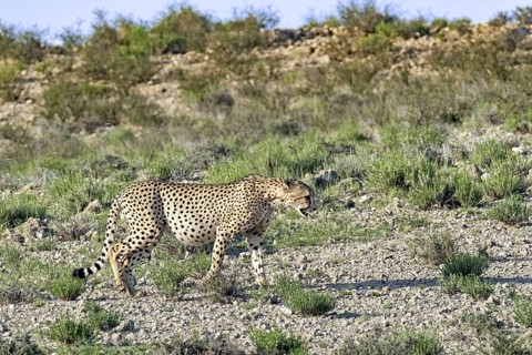 Cheetah