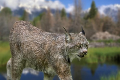 Canada lynx