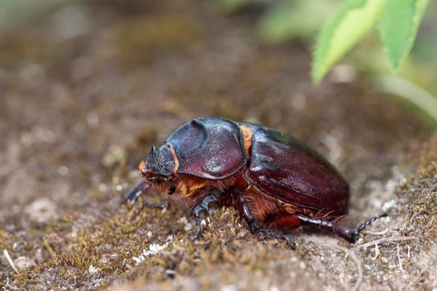 Stag beetle female