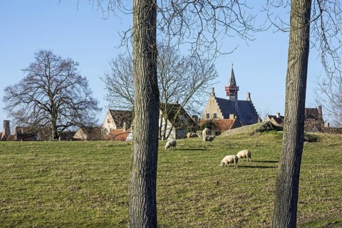 Sheep grazing in polder and the Damme town hall in winter