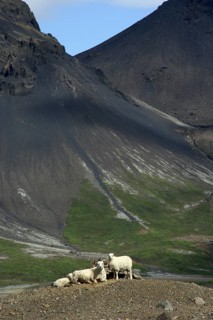 White sheep
