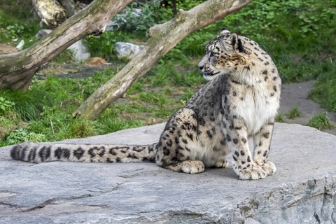 Snow leopard