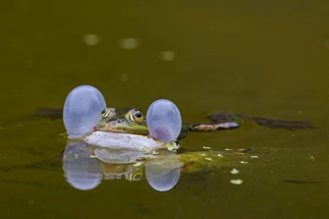 European edible frog