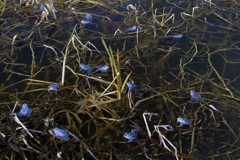 Moor Frogs