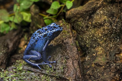Blue poison dart frog