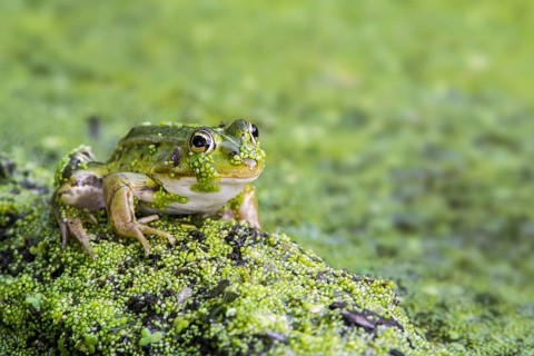 Edible frog