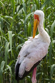 Yellow-billed stork
