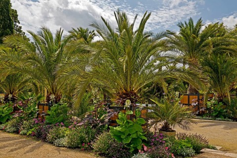 Palm Garden