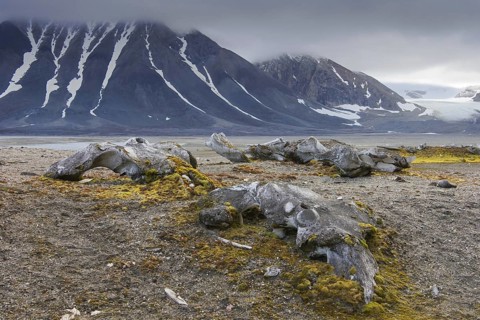 Discarded bones of bowhead whale