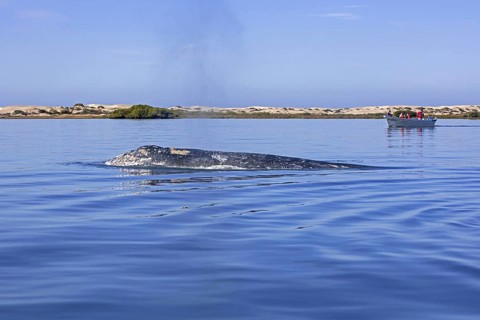 Tourists in tourist boat watching Pacific gray whale