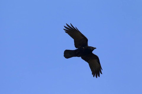 Carrion crow