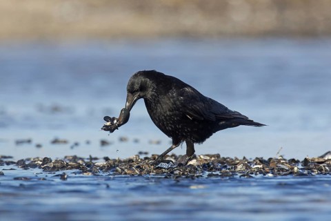 Carrion