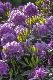 Common rhododendron