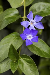 Bigleaf periwinkle