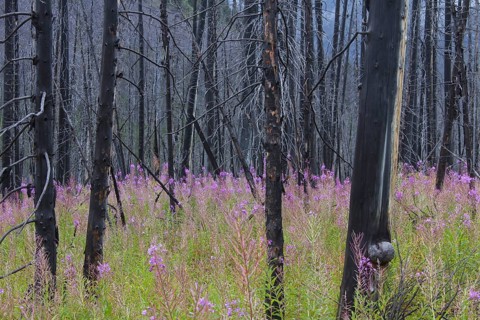 Fireweed
