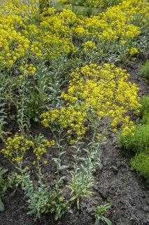 Dyer's woad