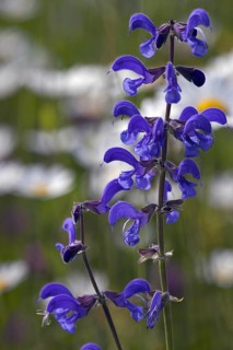 Meadow clary