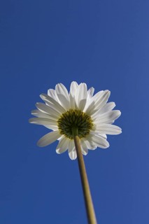 Ox-eye daisy