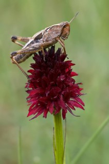 Black vanilla orchid