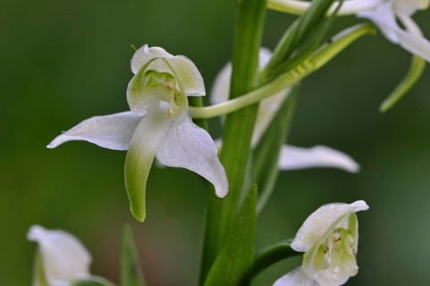 Greater butterfly orchid