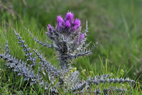 Pyrenean thistle
