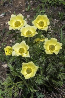 Yellow alpine pasqueflower