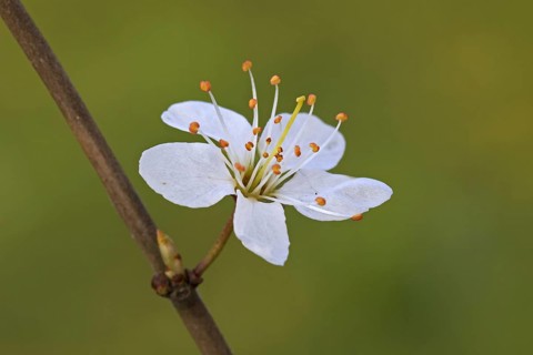 Blackthorn