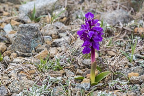 Early-purple orchid