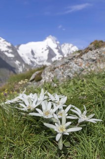 Edelweiss
