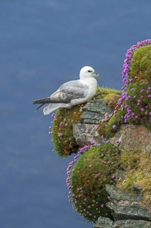 Northern fulmar