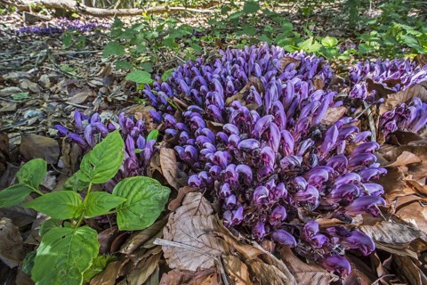 Purple toothwort