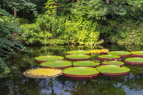 Floating leaves of the giant water lily