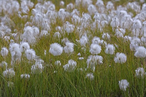 Scheuchzer's cottongrass