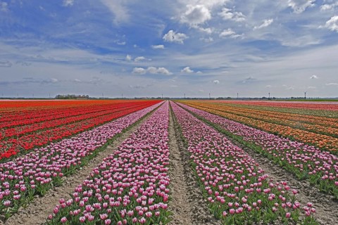 Rows of red