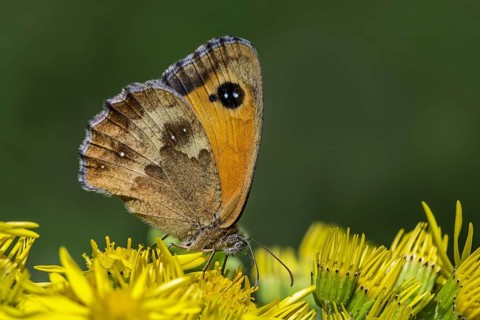 Gatekeeper