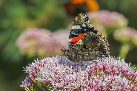 Red admiral