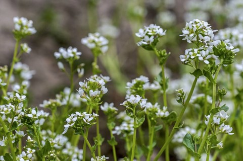 Common scurvygrass